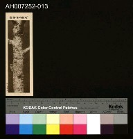 藏品(じをり型學習博物館：毛蟲の保護色)的圖片